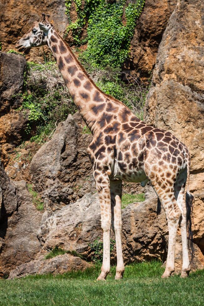 äter giraff på safari vild kör foto