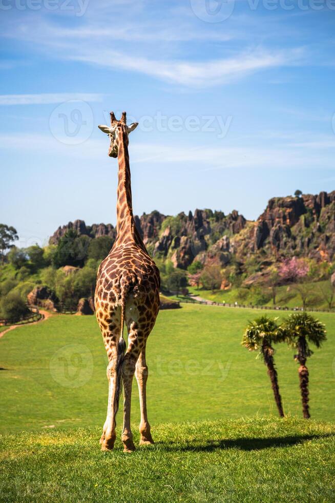 giraffer i de Zoo safari parkera foto