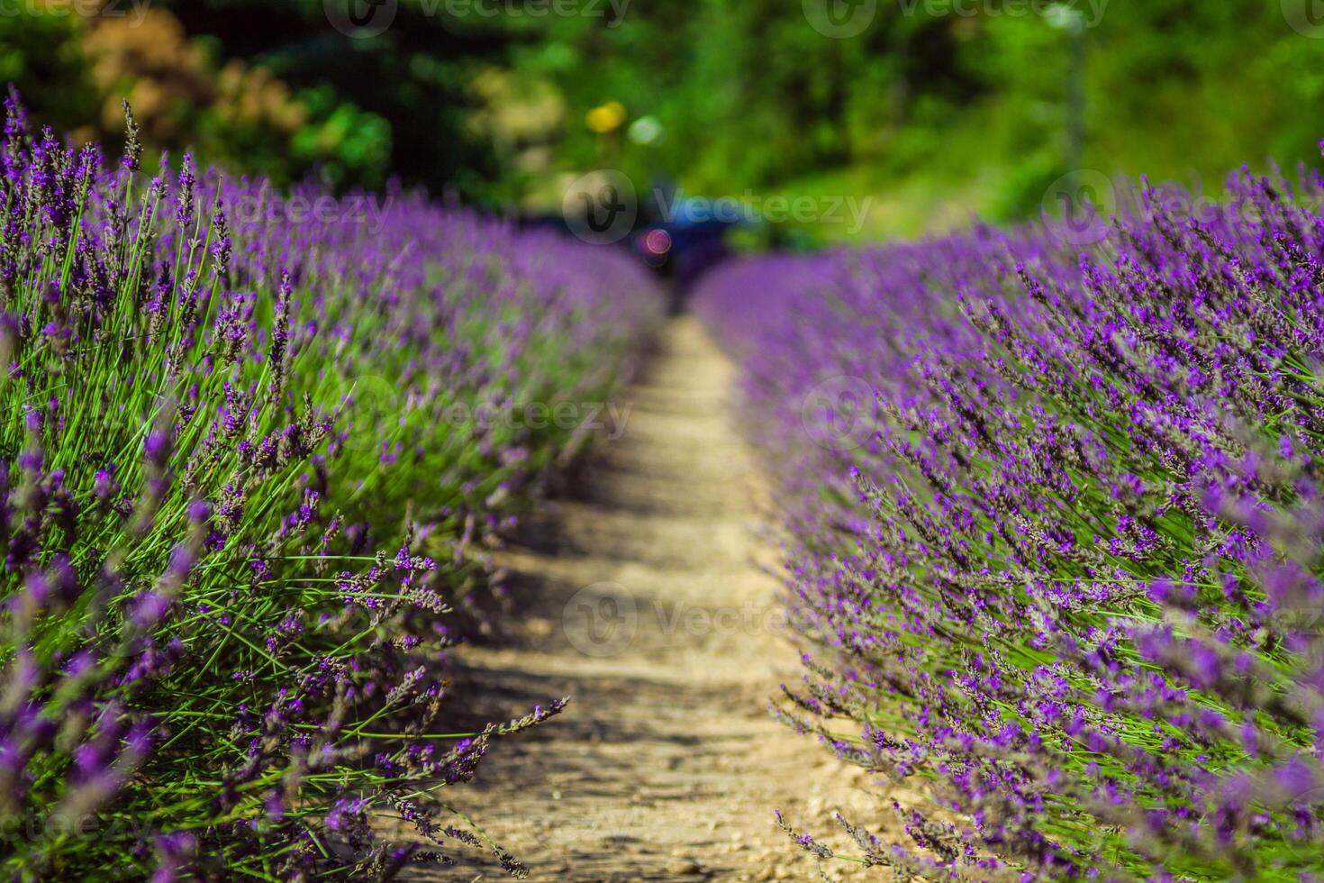 provence - lavendel- fält i de gordes , Frankrike foto