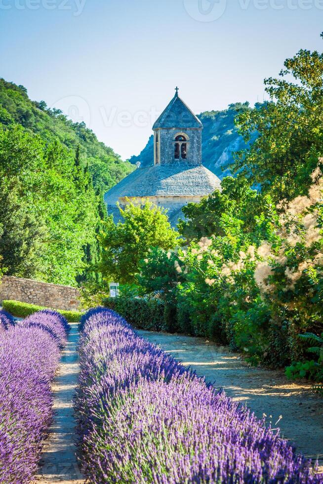 lavendel- i främre av de abbaye de senanque i provence foto