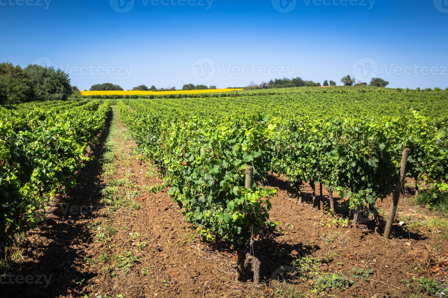 de vingårdar längs de känd vin rutt i alsace, Frankrike foto