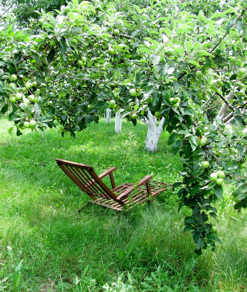 trä- stol. stol i en grön sommar trädgård. grön äpplen. foto