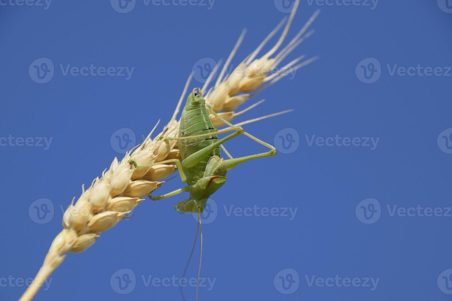 isofia. gräshoppa är ett isofi på en vete spikelet. isofia en foto