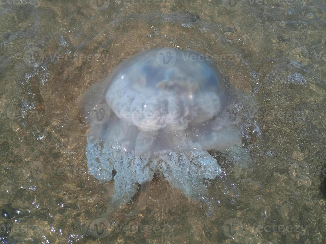 död- manet i de grund vattnen av stranden. manet rhizostomeae foto