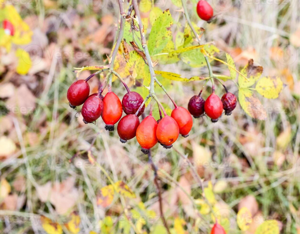 röd mogen briar bär, makro Foto. höfter buske med mogen bär. bär av en hund ros på en buske. frukt av vild rosor. taggig hund ros. röd reste sig höfter. foto