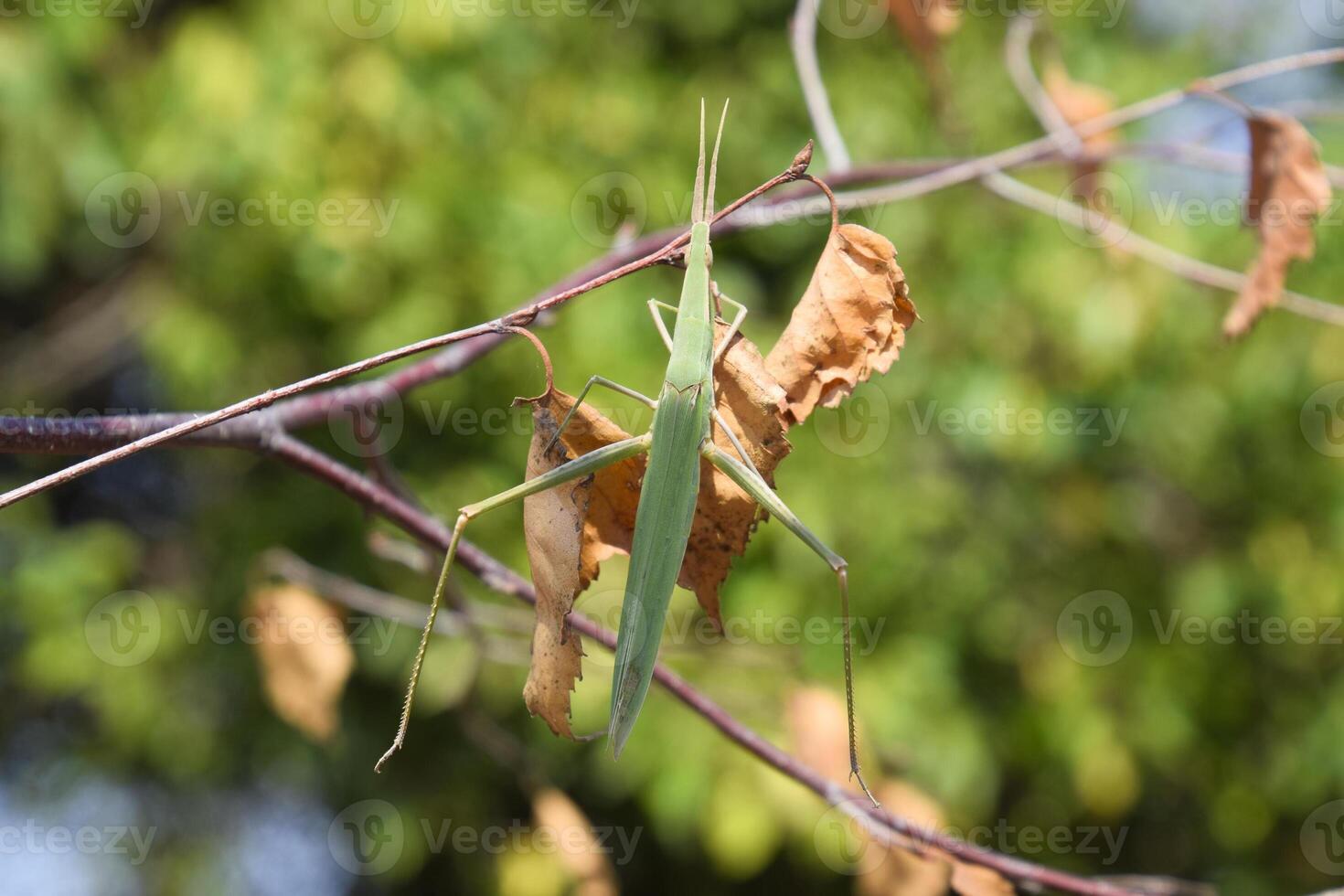 grön gräshoppa, vinge insekt. skadedjur av jordbruks gröda. foto