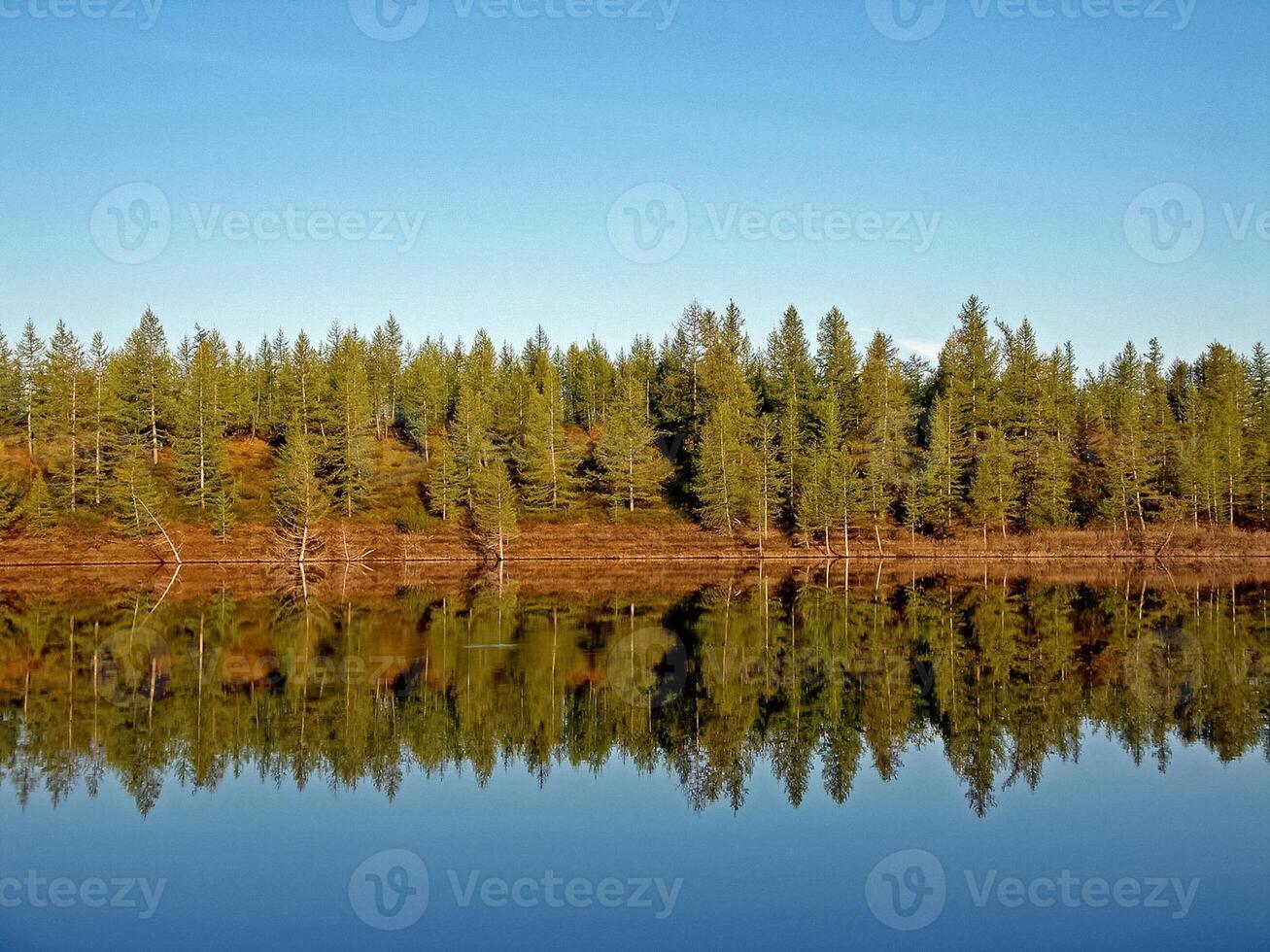 flod landskap. nordlig ren i sommar skog. de himmel, gr foto