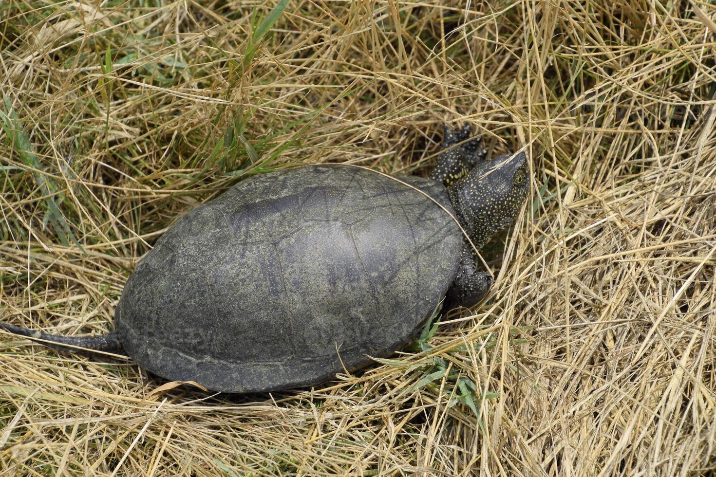 de sköldpadda kryper på torr gräs. vanlig flod sköldpadda av tempererad breddgrader. de sköldpadda är ett gammal reptil. foto