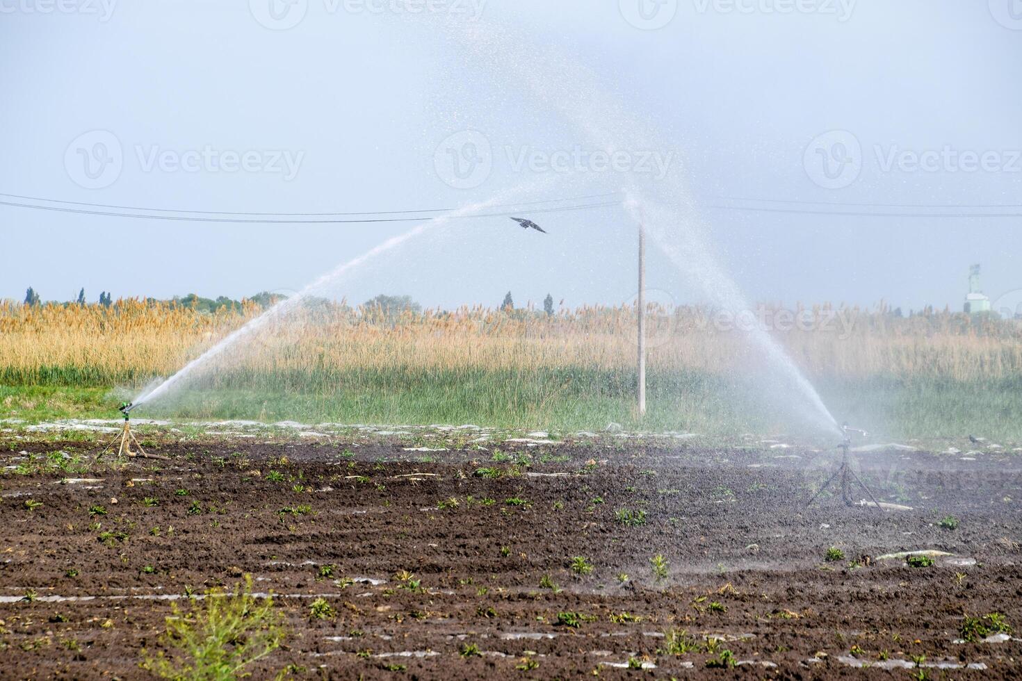 bevattning systemet i fält av meloner. vattning de fält. sprinkler foto