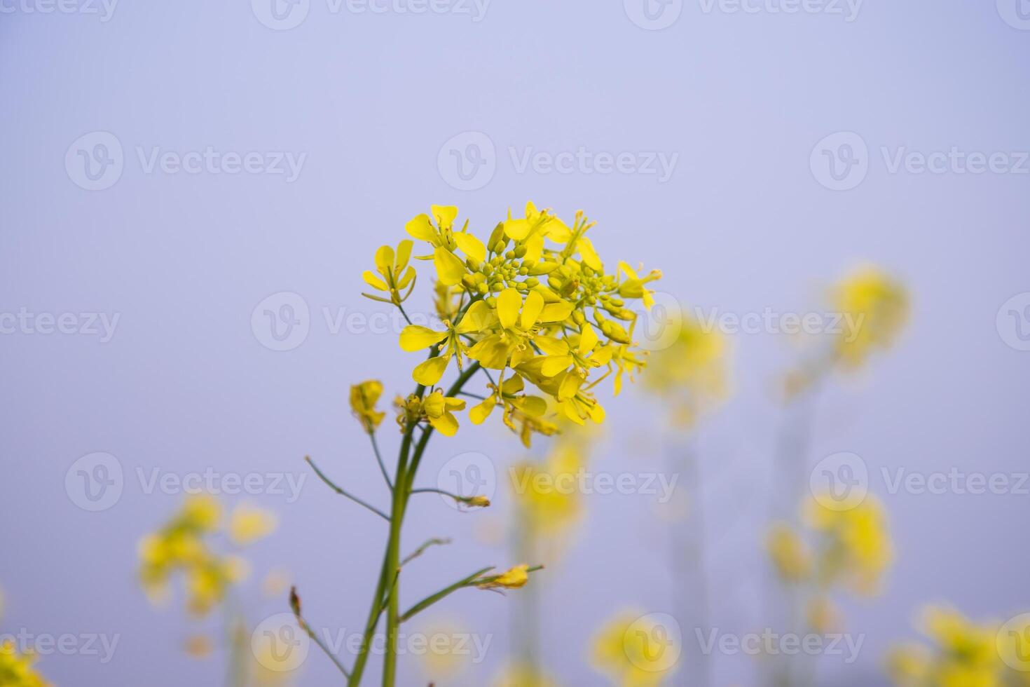 närbild fokus en skön blomning gul rapsfrö blomma med blå himmel suddigt bakgrund foto