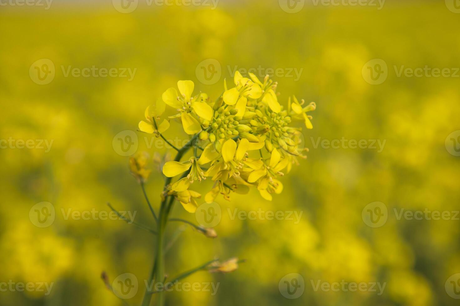 närbild fokus en skön blomning gul rapsfrö blomma med suddigt bakgrund foto