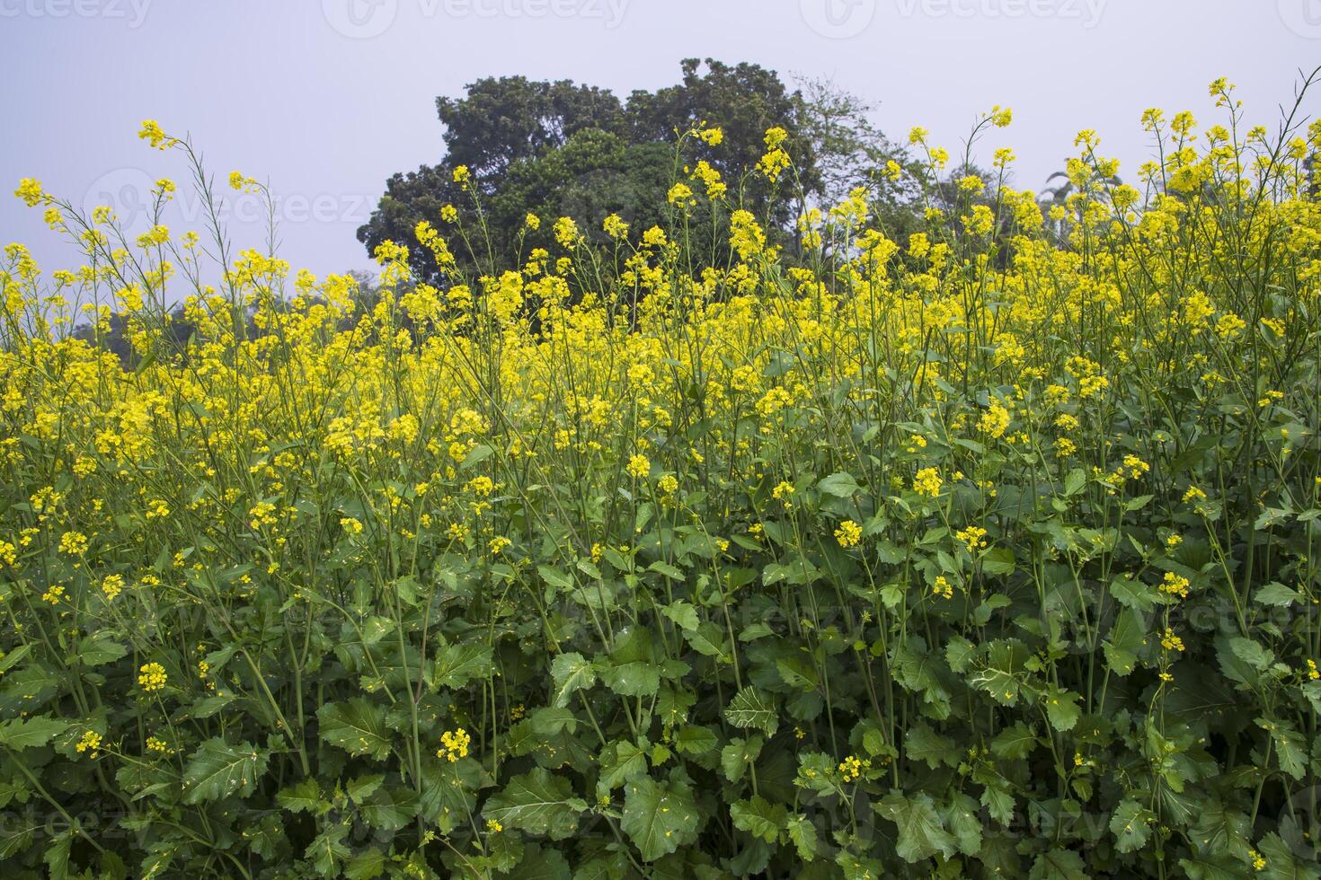utomhus- gul rapsfrö blommor fält landsbygden av bangladesh foto