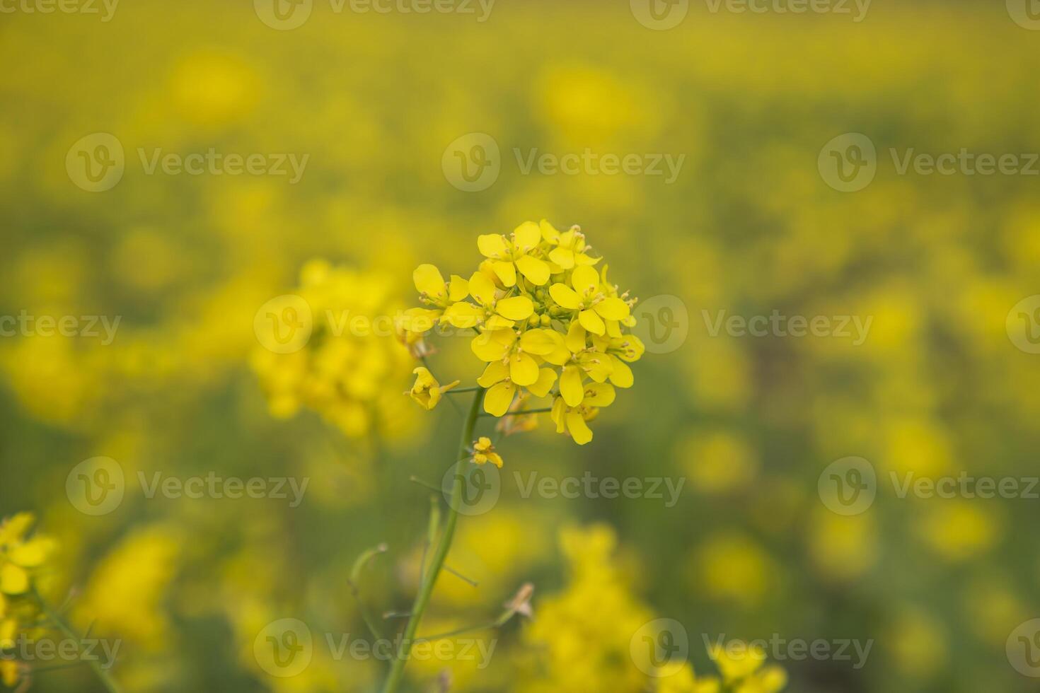 närbild fokus en skön blomning gul rapsfrö blomma med suddigt bakgrund foto