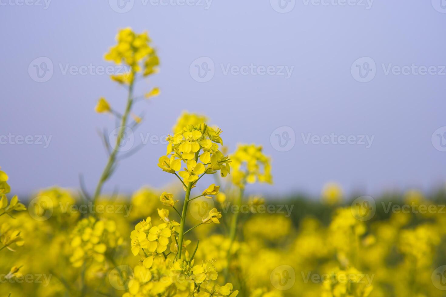 närbild fokus en skön blomning gul rapsfrö blomma med blå himmel suddigt bakgrund foto