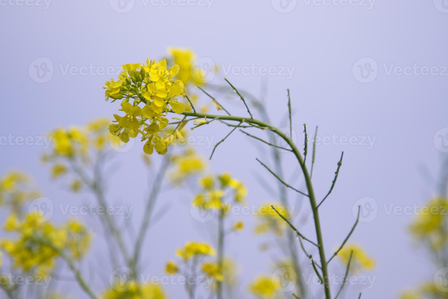 närbild fokus en skön blomning gul rapsfrö blomma med blå himmel suddigt bakgrund foto