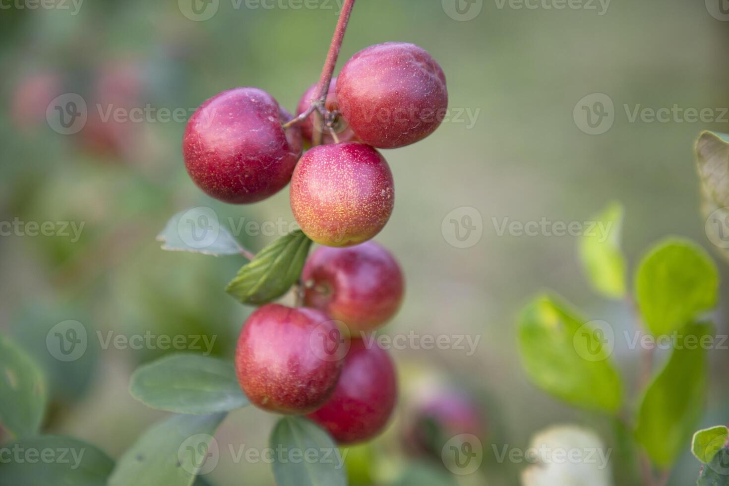 röd jujube frukt eller äpple kul boroi på en gren i de trädgård. selektiv fokus med grund djup av fält foto