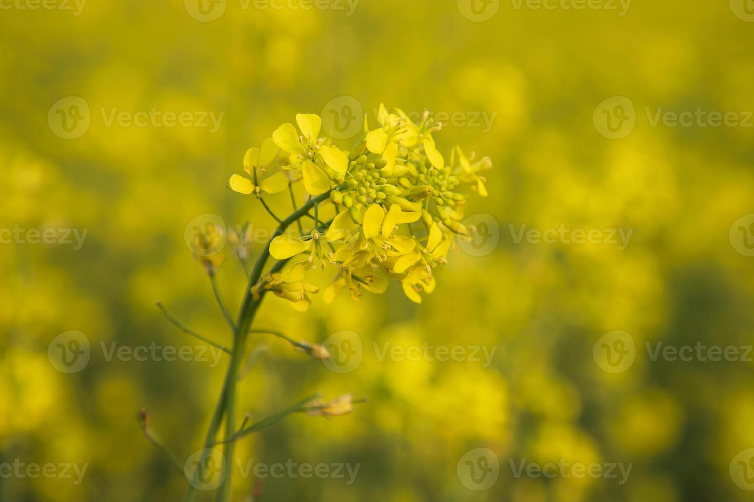 närbild fokus en skön blomning gul rapsfrö blomma med suddigt bakgrund foto