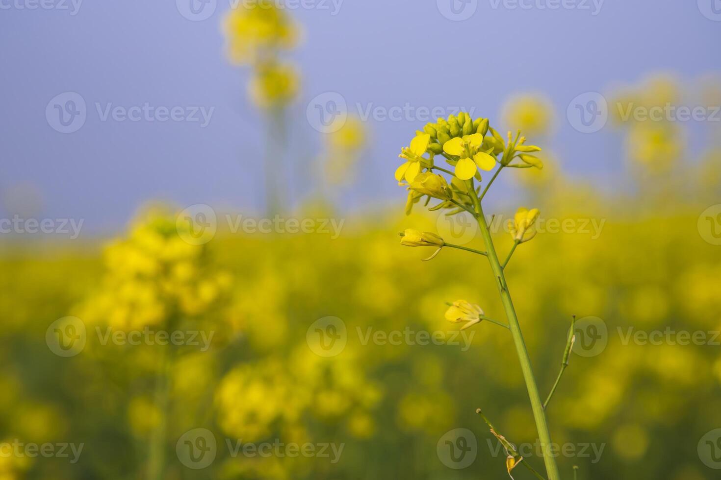 närbild fokus en skön blomning gul rapsfrö blomma med blå himmel suddigt bakgrund foto