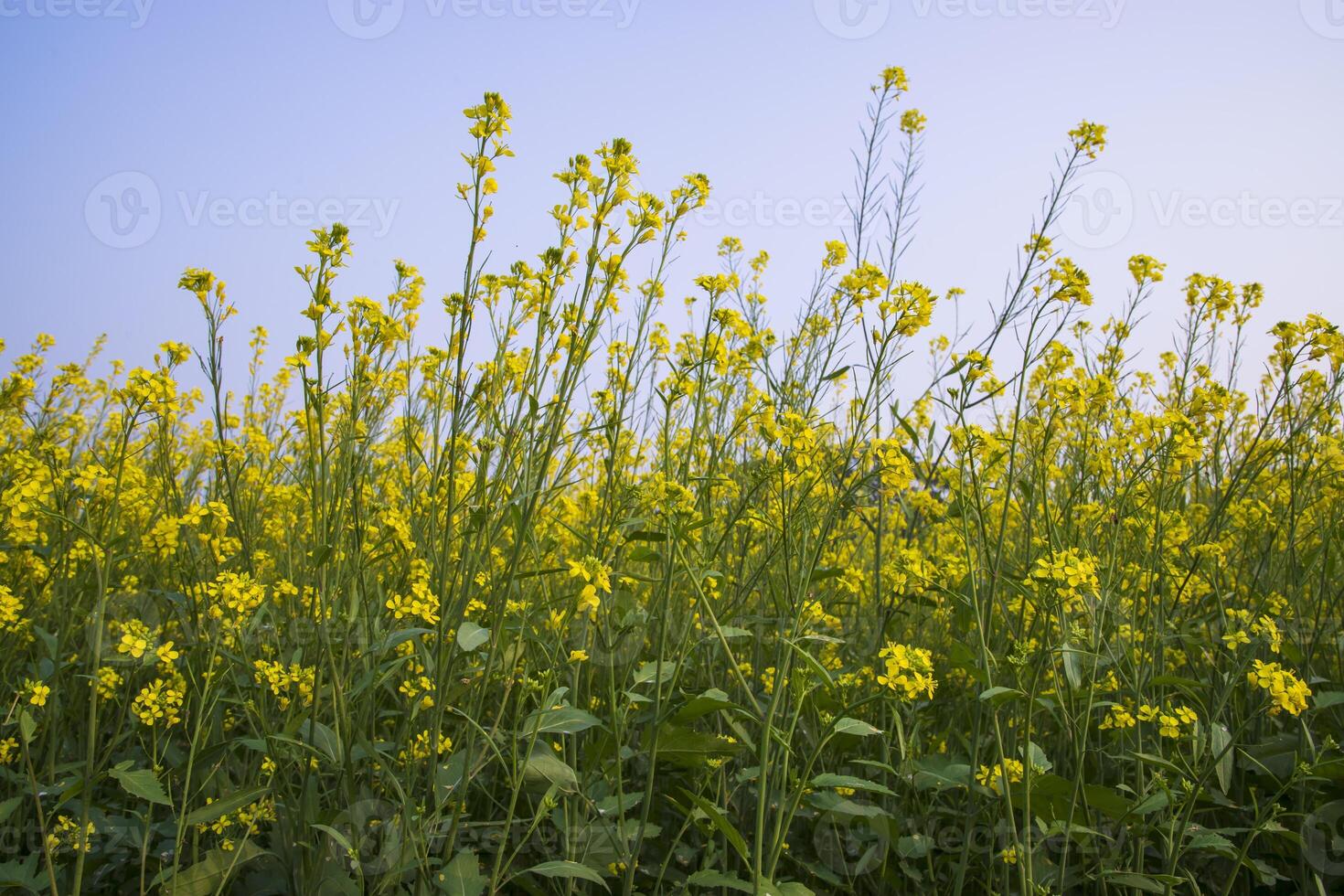 utomhus- gul rapsfrö blommor fält landsbygden av bangladesh foto