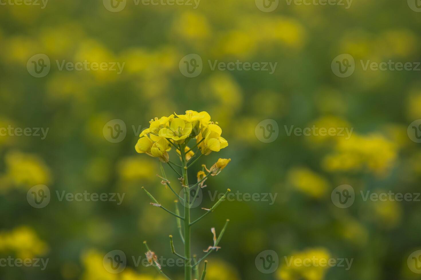 närbild fokus en skön blomning gul rapsfrö blomma med suddigt bakgrund foto