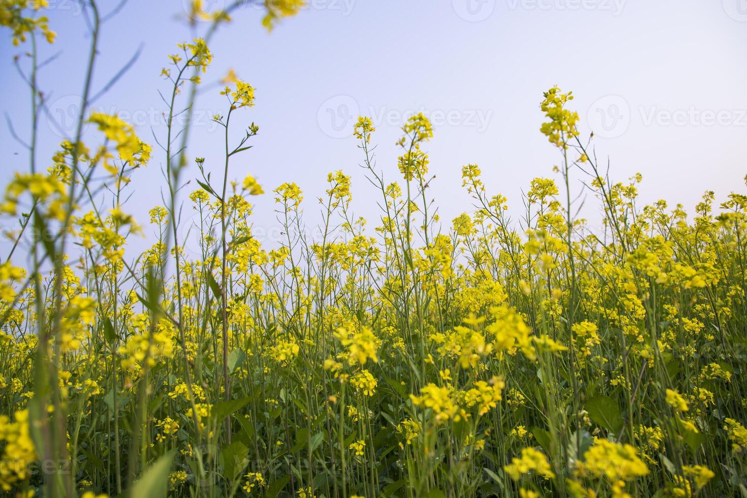 utomhus- gul rapsfrö blommor fält landsbygden av bangladesh foto