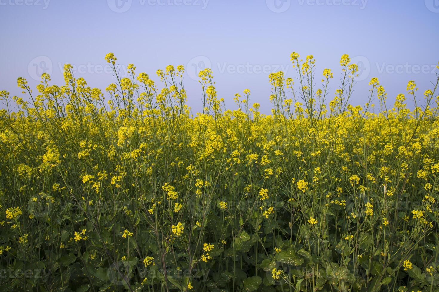 utomhus- gul rapsfrö blommor fält landsbygden av bangladesh foto