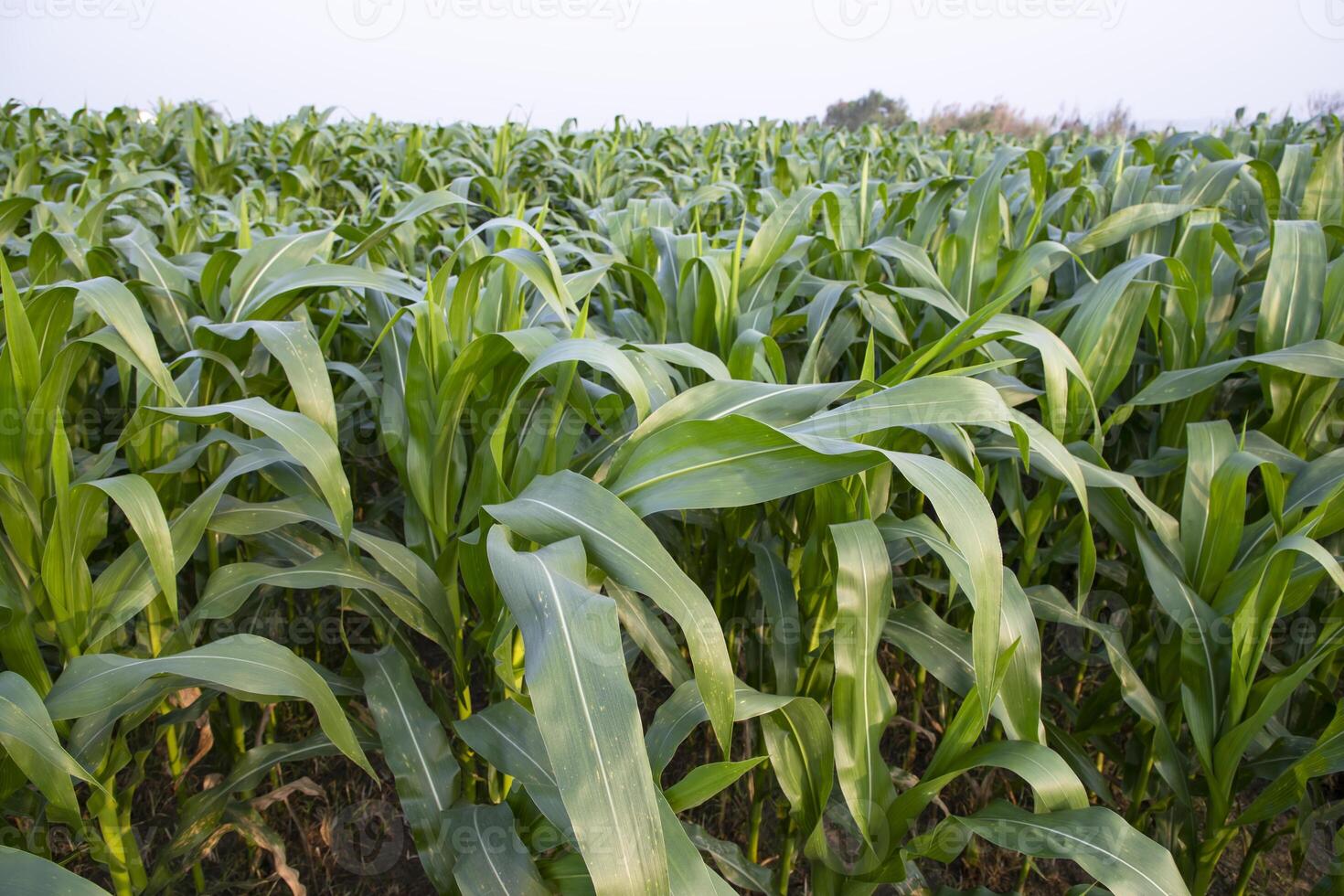 lantbruk majs fält växande i de skörda landsbygden av bangladesh foto