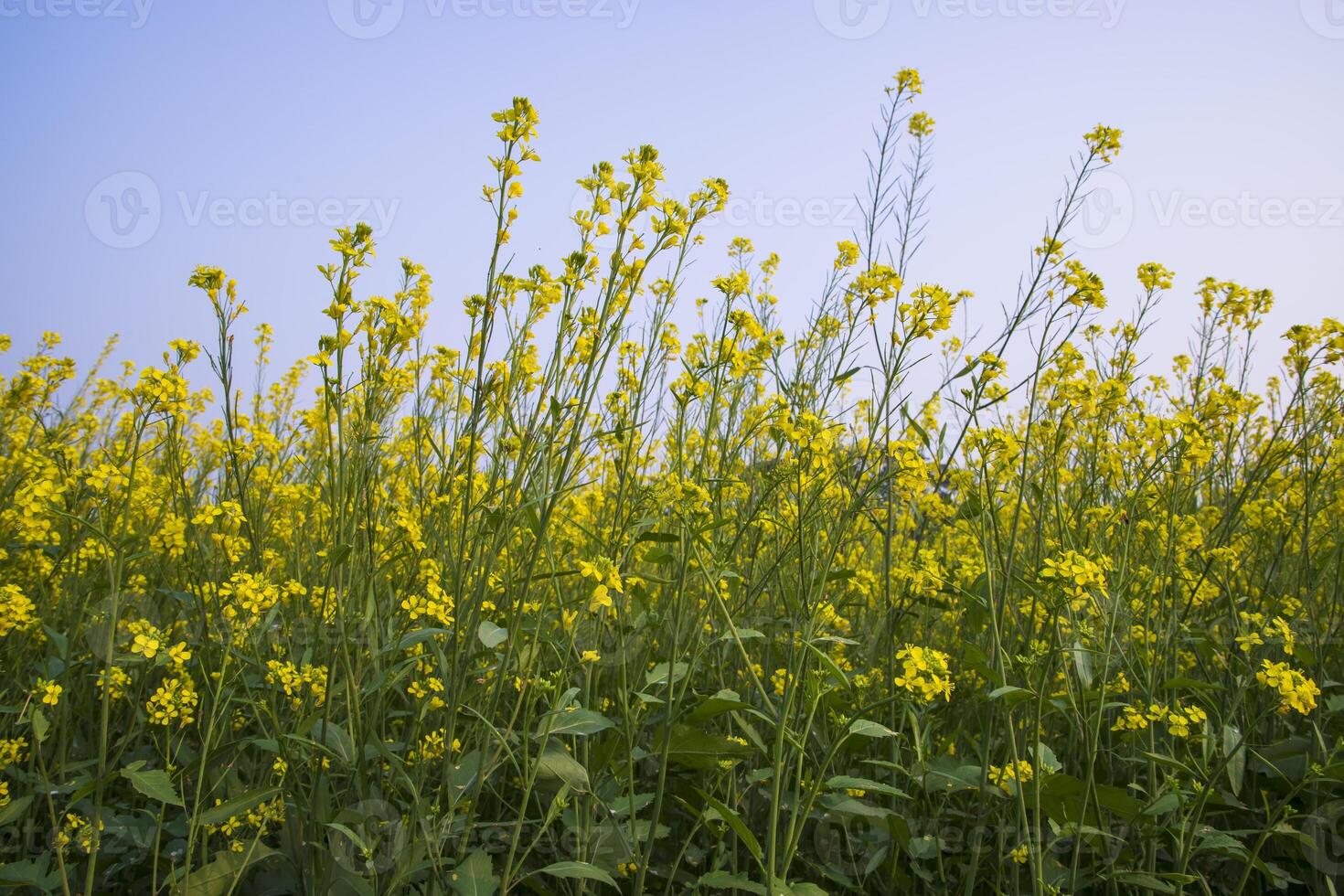 utomhus- gul rapsfrö blommor fält landsbygden av bangladesh foto