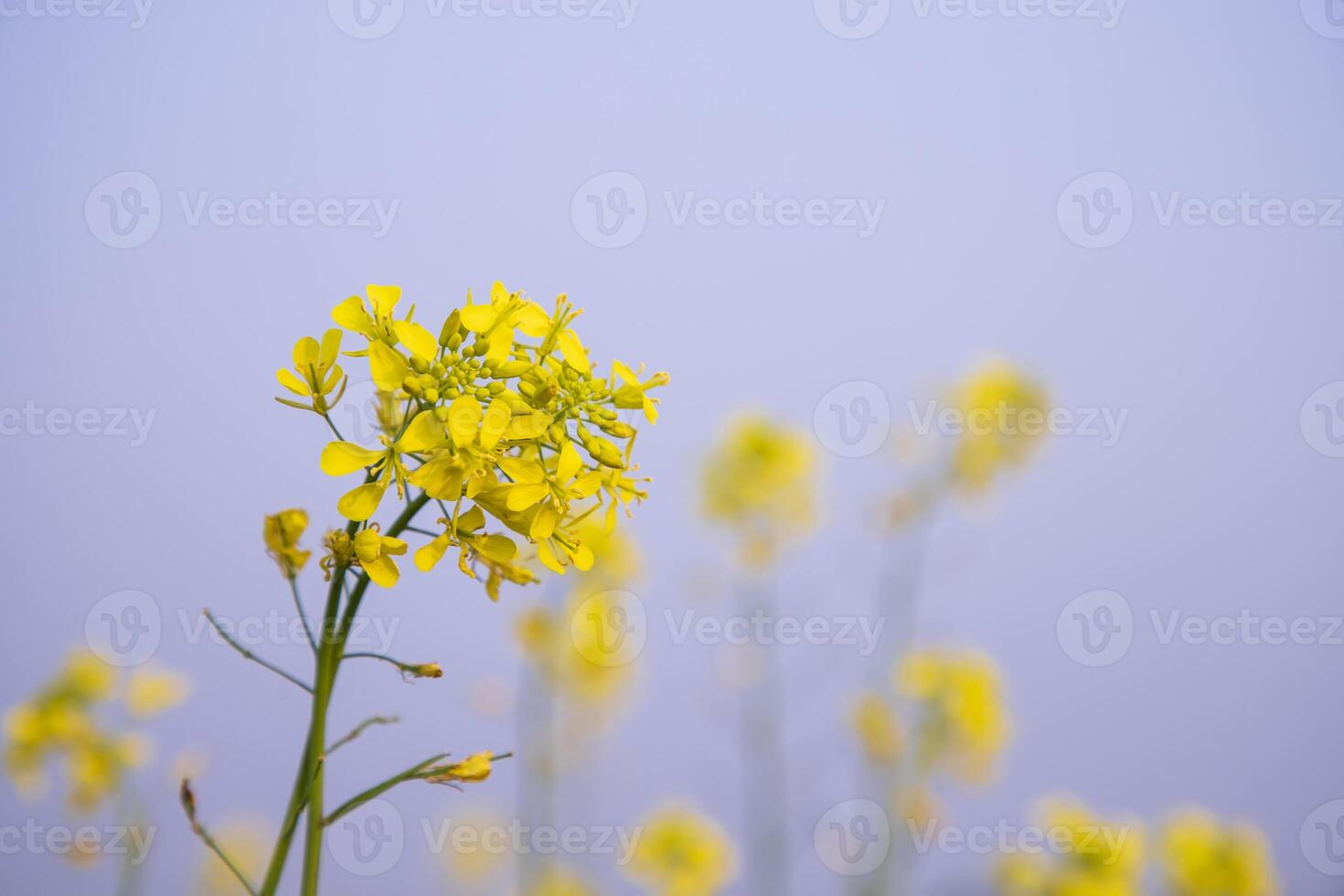 närbild fokus en skön blomning gul rapsfrö blomma med blå himmel suddigt bakgrund foto