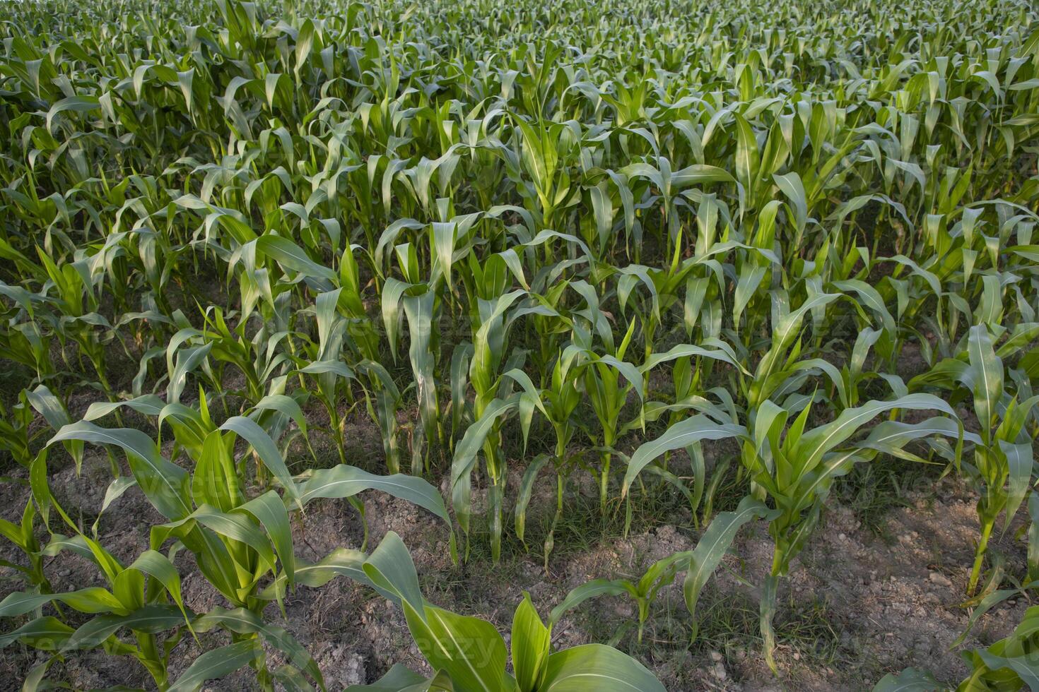lantbruk majs fält växande i de skörda landsbygden av bangladesh foto