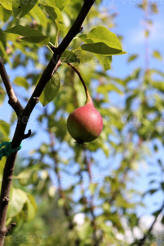 röd mogen runda päron av de naryadnaya efimova mängd på en gren i de sommar trädgård. vertikal Foto