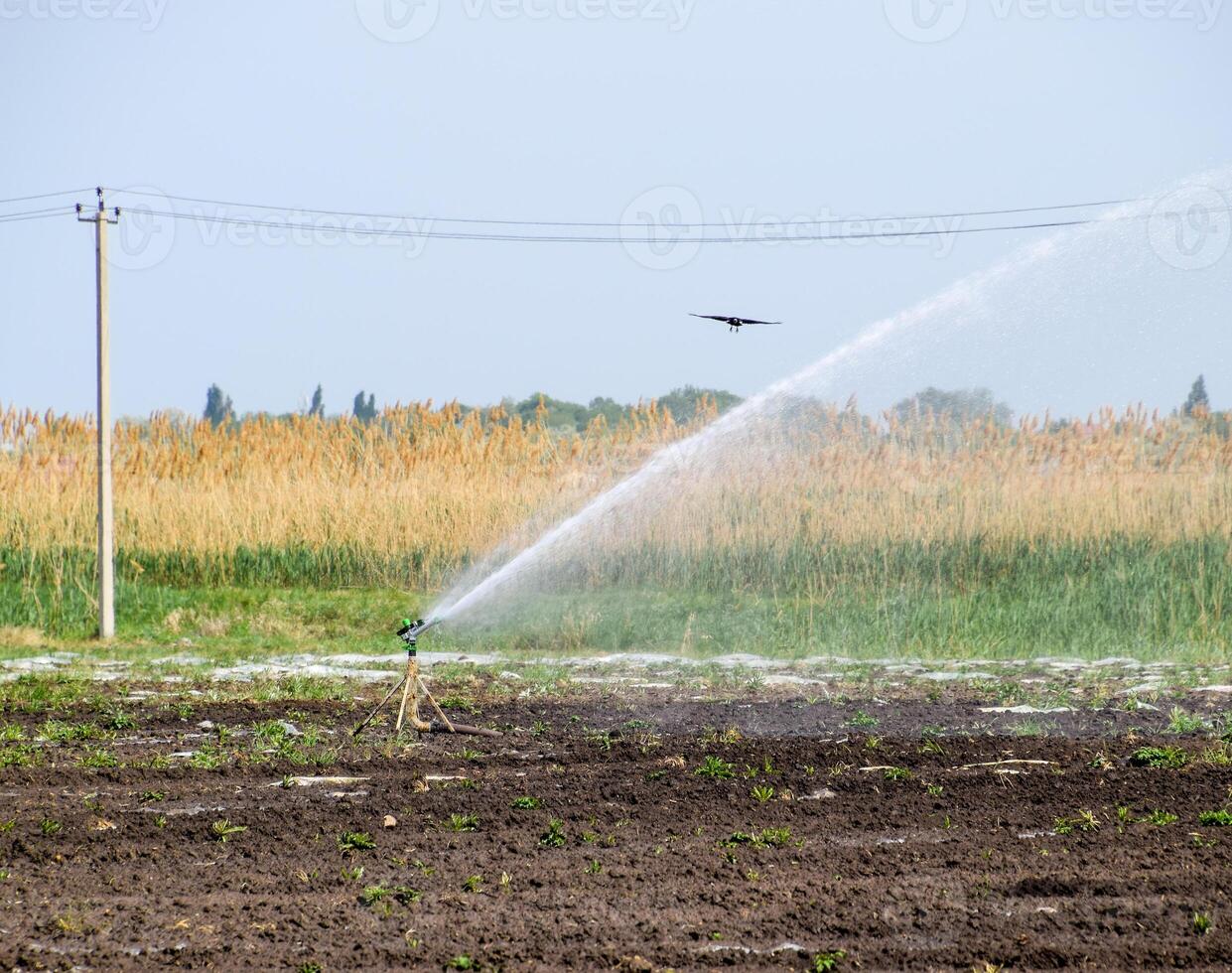 bevattning systemet i fält av meloner. vattning de fält. sprinkler foto