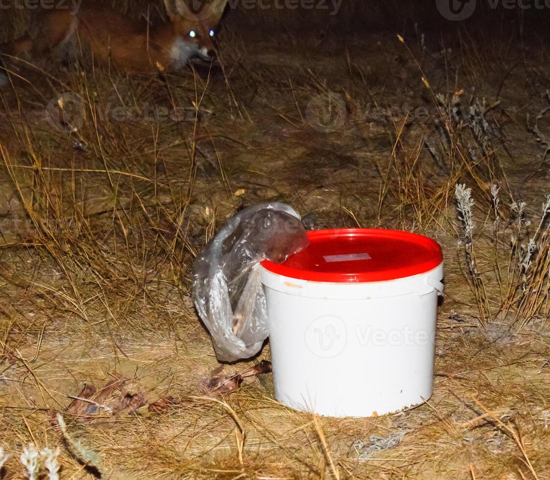 de räv på natt är ser för mat. de räv är Nästa till en vit foto