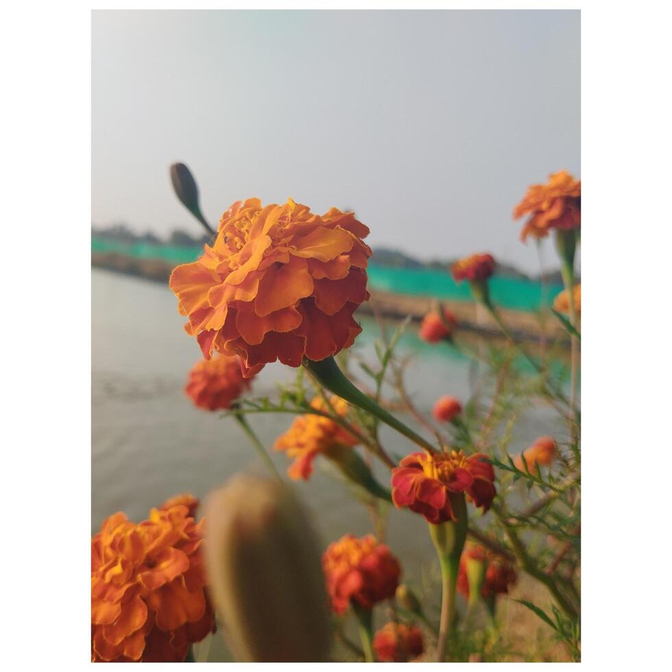 indisk ringblomma blomma foto