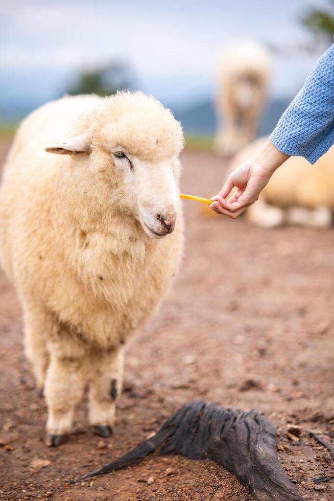 flock av får betning på de berg de bakgrund är en naturlig landskap. bergen och dimma i de regnig säsong av thailand. foto