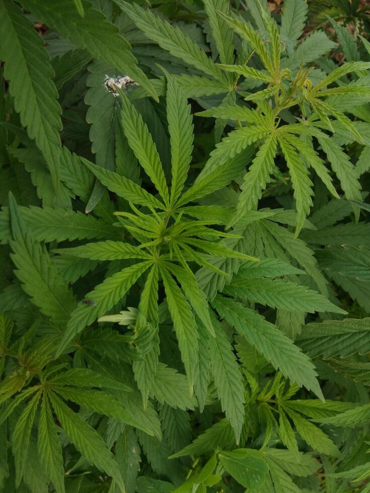 buske marijuana cannabis på bruka foto