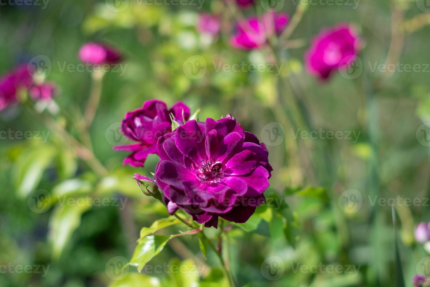 lila violett blandad Färg floribunda reste sig vinröd is blommor i de trädgård, mot suddig grön löv foto