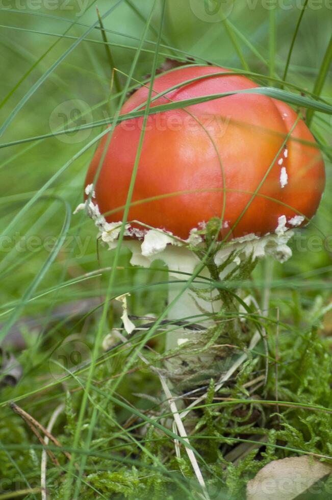 skön ljus röd flyga agaric bland de grön gräs på de skog äng foto