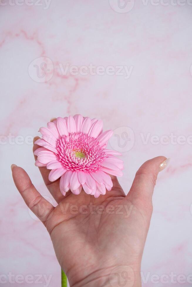 händer av en kvinna med ofullständig manikyr med med rosa gel putsa och gerbera foto