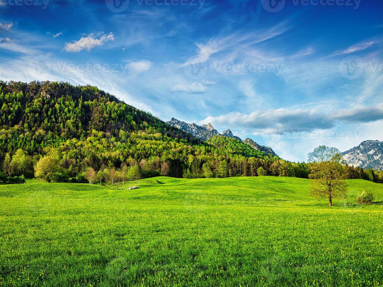 alpina äng i Bayern, Tyskland foto