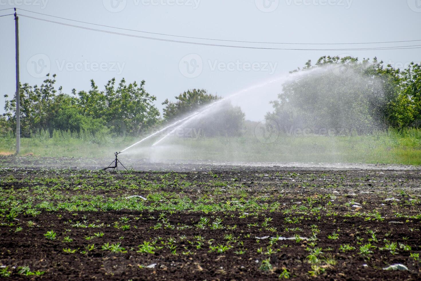 bevattning systemet i fält av meloner. vattning de fält. sprinkler foto