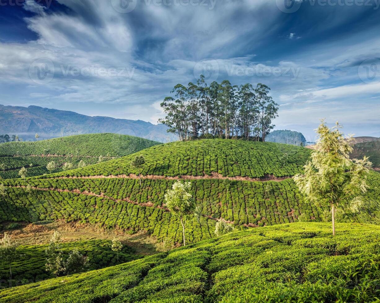 grönt teplantager i Munnar, Kerala, Indien foto