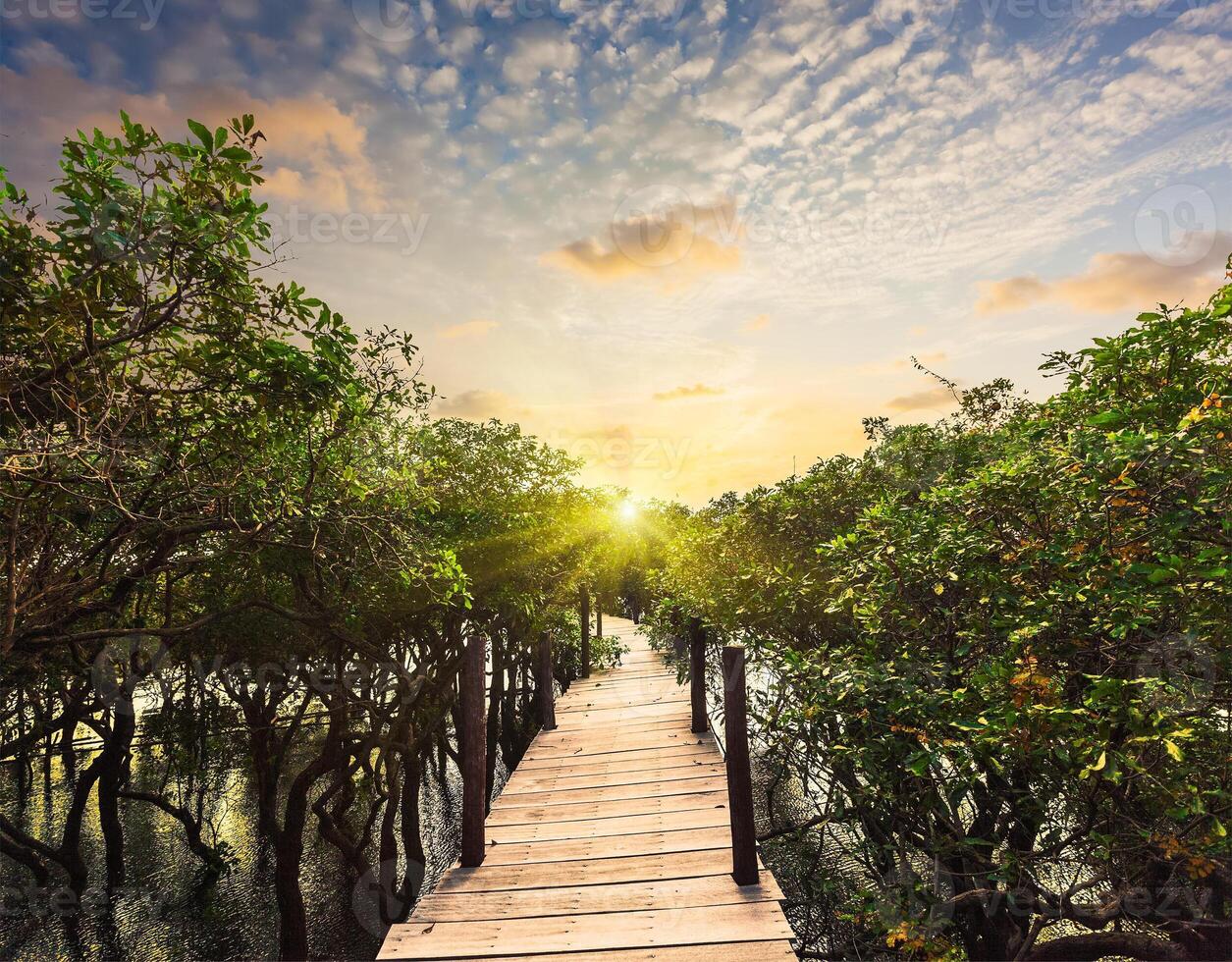 trä- bro i översvämmad regn skog djungel av mangrove foto