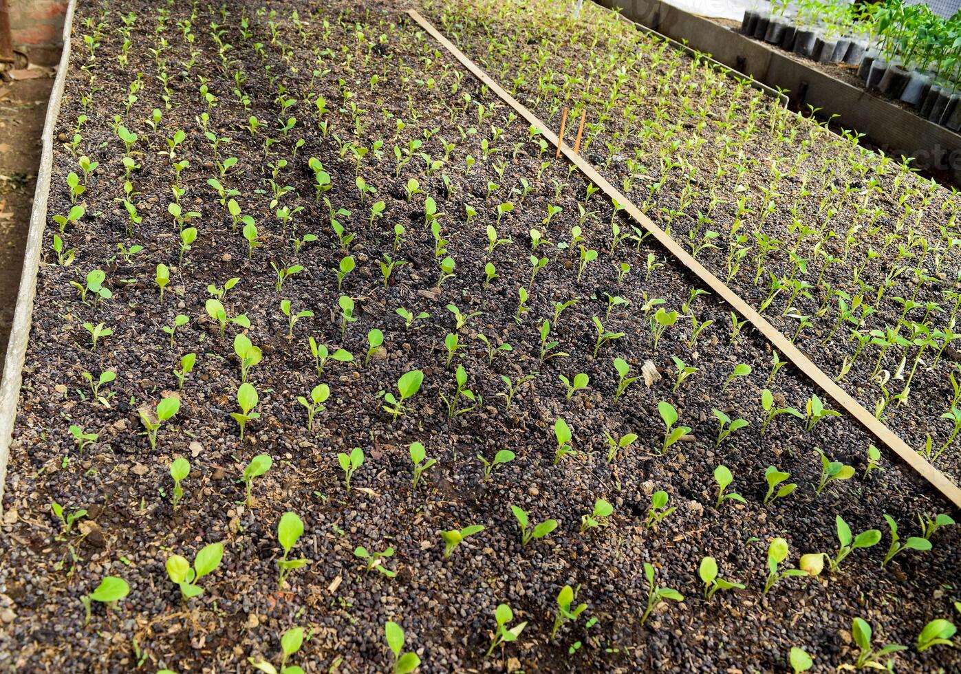 plantor äggplanta i de växthus. växande äggplanta av grönsaker i växthus foto