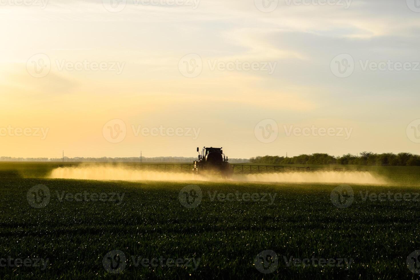 traktor med de hjälp av en spruta sprayer flytande gödselmedel på ung vete i de fält. foto