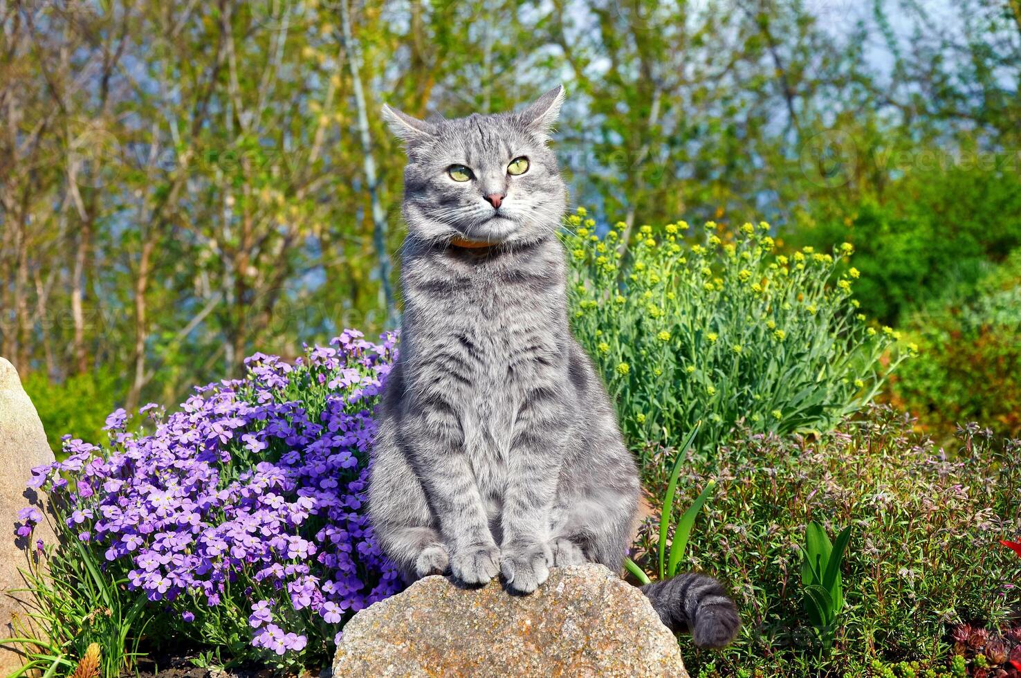 tabby grå katt Sammanträde på en sten nära vår blommor i de trädgård. husdjur gående utomhus- äventyr. katt stänga upp. de katt utseende på de kamera foto