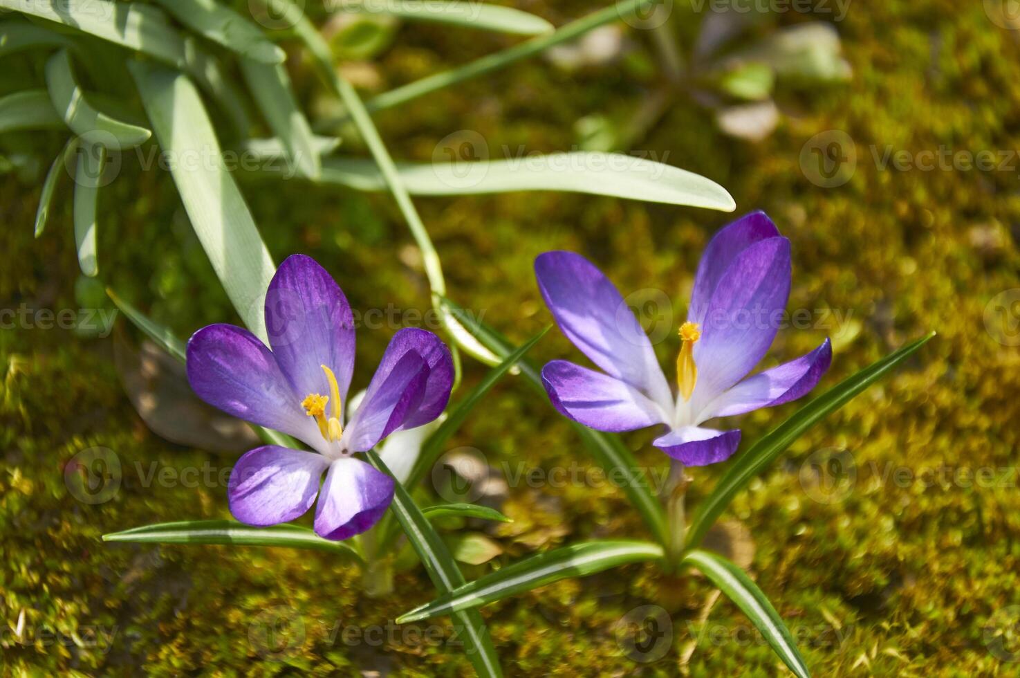 lila krokus blommor i de trädgård. tidigt vår. foto