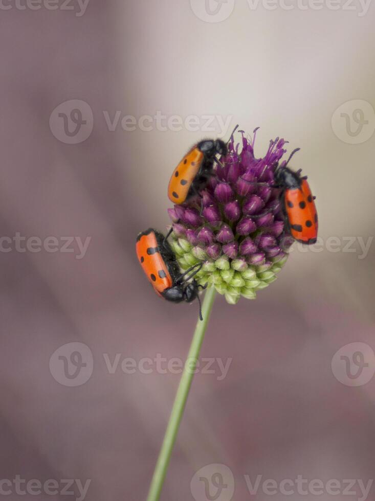 flerfärgad skalbaggar på en lila vild lök närbild naturlig bakgrund foto