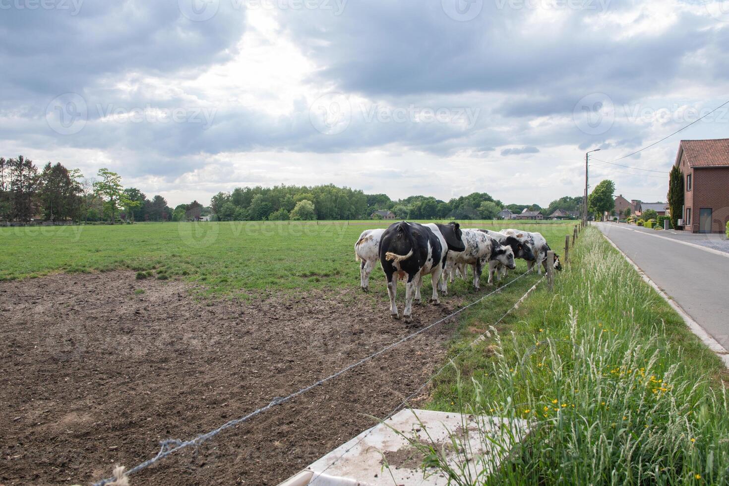 en grupp av flerfärgad svart och vit kor beta i en inhägna på grön gräs foto