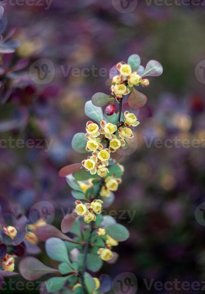 blommande gren av berberis med små gul blommor och mörk grön löv foto